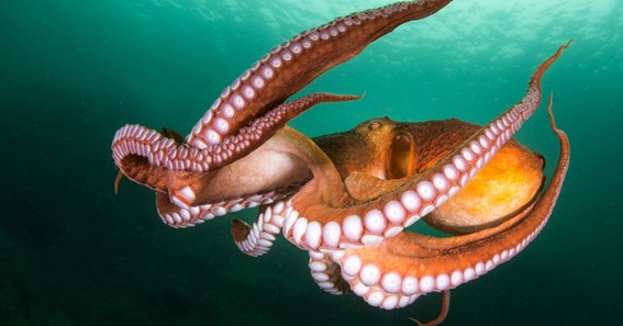 Difference Between Squid And Octopus