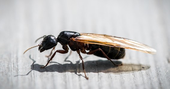 what causes flying ants in your house