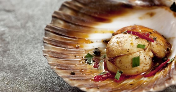 what is a scallop