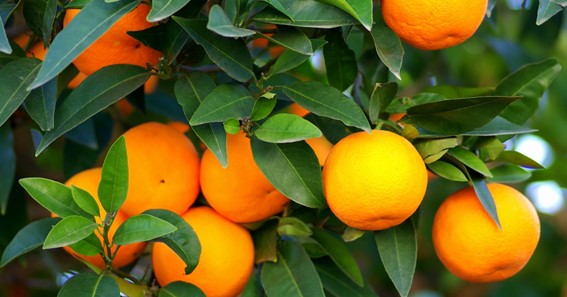 Lima Orange 