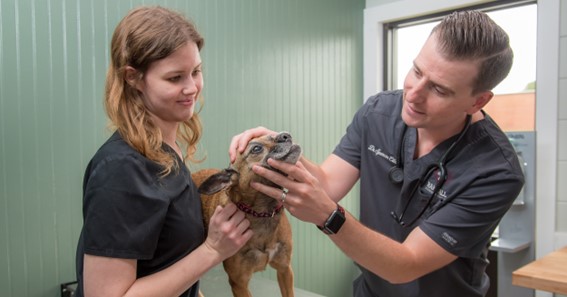 what is an associate veterinarian