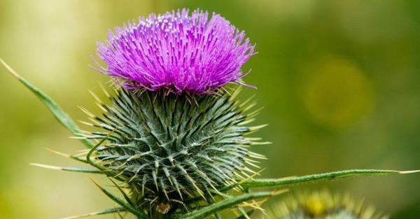 What Color Is Thistle