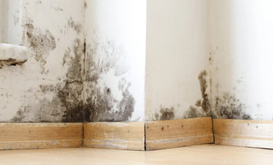 3. Mold and Mildew Keep Returning