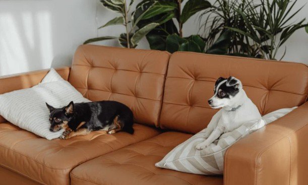 Ways to Protect Furniture From Pets Without Sacrificing Style